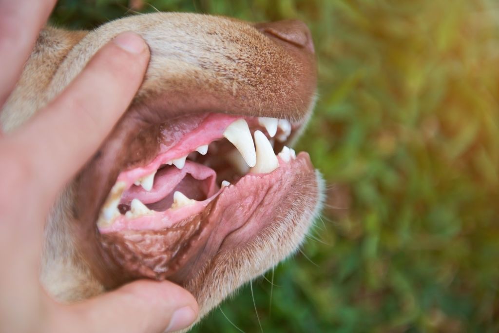 mejor hueso dientes perros