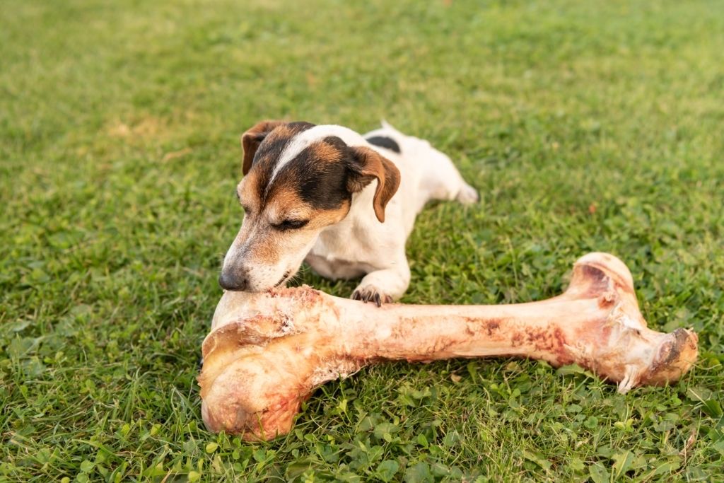 huesos recreativos para perros